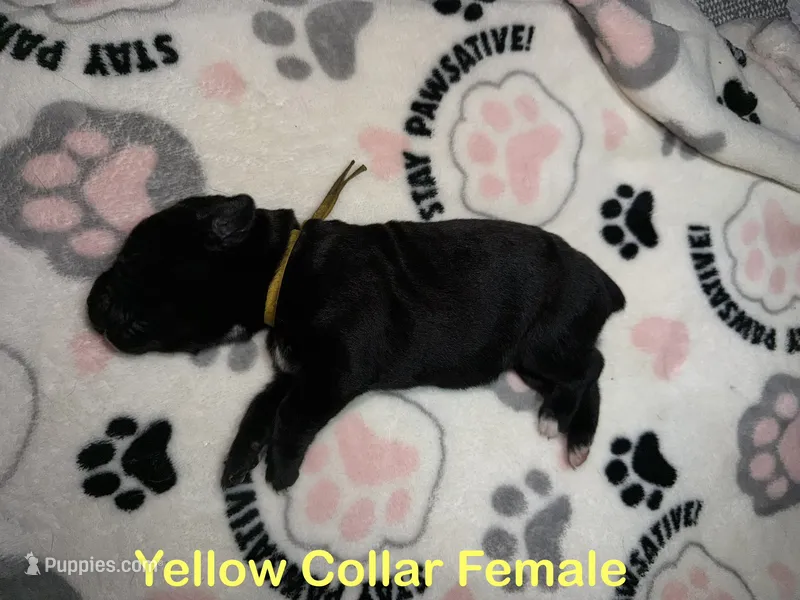 Yellow collar – Cane Corso puppy for sale in Shelby, MI