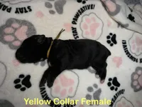 Yellow collar, a female Cane Corso for sale in Shelby, MI – 1 of 5