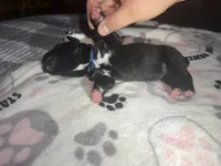 Blue collar, a female Cane Corso for sale in Shelby, MI – 4 of 4