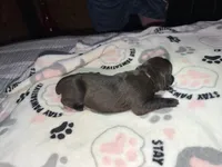 Pink collar, a female Cane Corso for sale in Shelby, MI – 3 of 4