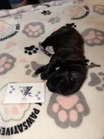 Green collar, a female Cane Corso for sale in Shelby, MI – 3 of 3