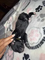 Yellow collar, a female Cane Corso for sale in Shelby, MI – 3 of 5