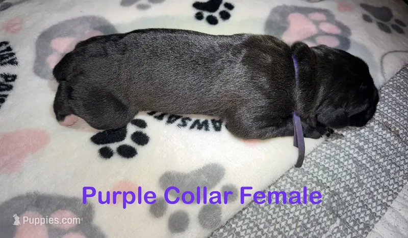 Purple collar – Cane Corso puppy for sale in Shelby, MI