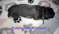 Purple collar, a female Cane Corso for sale in Shelby, MI – 1 of 4