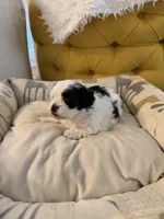 Puppy 1, a male Shihpoo for sale in Wake Forest, NC – Photo 2 of 7