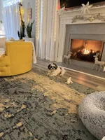 Puppy 1, a male Shihpoo for sale in Wake Forest, NC – Photo 7 of 7