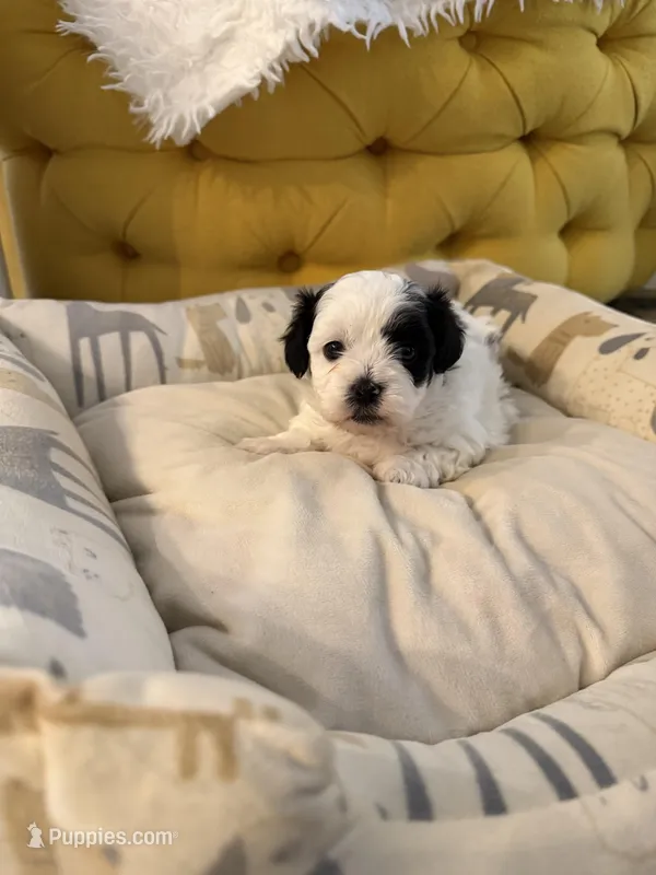 Puppy 1, a male Shihpoo for sale in Wake Forest, NC – Photo 1 of 7