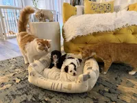 Puppy 1, a male Shihpoo for sale in Wake Forest, NC – Photo 5 of 7