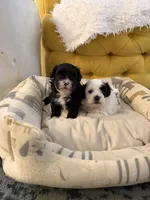 Puppy 1, a male Shihpoo for sale in Wake Forest, NC – Photo 4 of 7