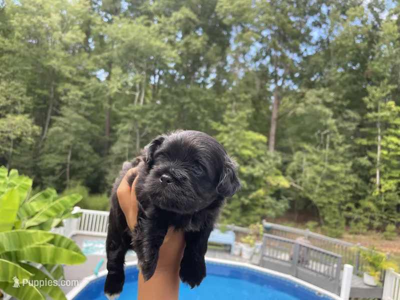 Puppy 3 – Shihpoo puppy for sale in Bunn, NC