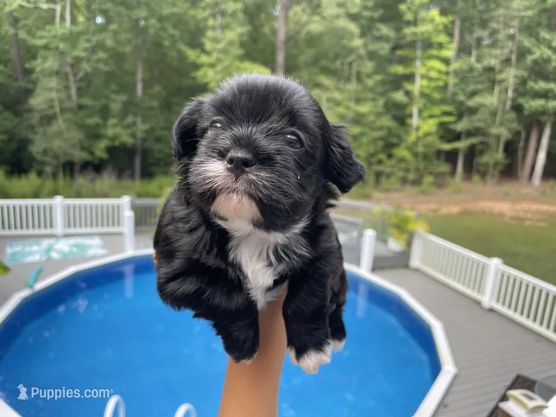 Puppy 1 – Shihpoo puppy for sale in Bunn, NC