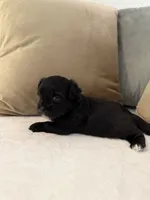 Puppy 2, a male Shihpoo for sale in Bunn, NC – 4 of 8