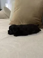 Puppy 3, a male Shihpoo for sale in Bunn, NC – 2 of 10