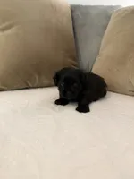 Puppy 3, a male Shihpoo for sale in Bunn, NC – 7 of 10