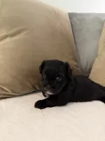 Puppy 2, a male Shihpoo for sale in Bunn, NC – 6 of 8
