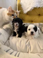 Puppy 2, a male Shihpoo for sale in Wake Forest, NC – Photo 4 of 6