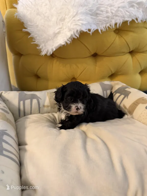 Puppy 2, a male Shihpoo for sale in Wake Forest, NC – Photo 1 of 6