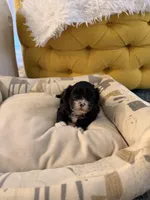 Puppy 2, a male Shihpoo for sale in Wake Forest, NC – Photo 2 of 6