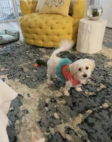 Puppy 2, a male Shihpoo for sale in Wake Forest, NC – Photo 5 of 6