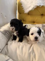 Puppy 2, a male Shihpoo for sale in Wake Forest, NC – Photo 3 of 6