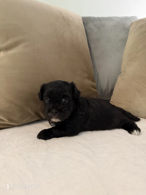 Puppy 2 – Shihpoo puppy for sale in Bunn, NC