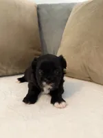 Puppy 1, a male Shihpoo for sale in Bunn, NC – 5 of 9