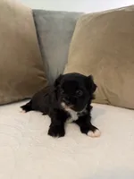 Puppy 1, a male Shihpoo for sale in Bunn, NC – 8 of 9