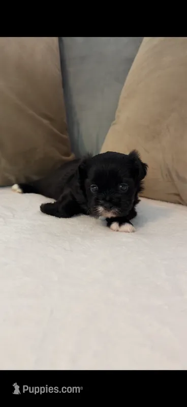 Puppy 1 – Shihpoo puppy for sale in Bunn, NC