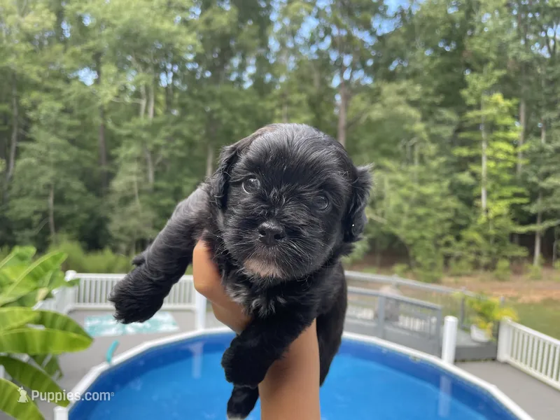 Puppy 2 – Shihpoo puppy for sale in Bunn, NC