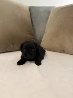 Puppy 3, a male Shihpoo for sale in Bunn, NC – 9 of 10