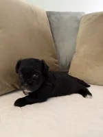 Puppy 2, a male Shihpoo for sale in Bunn, NC – 3 of 8
