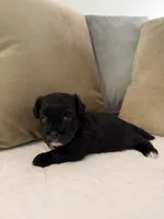 Puppy 2, a male Shihpoo for sale in Bunn, NC – 7 of 8