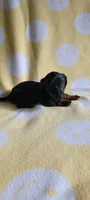 Black & Tan, a female Miniature Dachshund for sale in Maryville, TN – 2 of 2