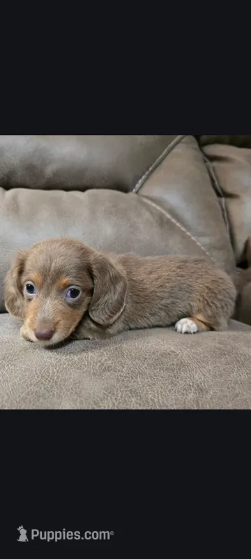 Isabella Tan female  – Miniature Dachshund puppy for sale in Maryville, TN
