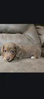 Isabella Tan female , a female Miniature Dachshund for sale in Maryville, TN – 1 of 1