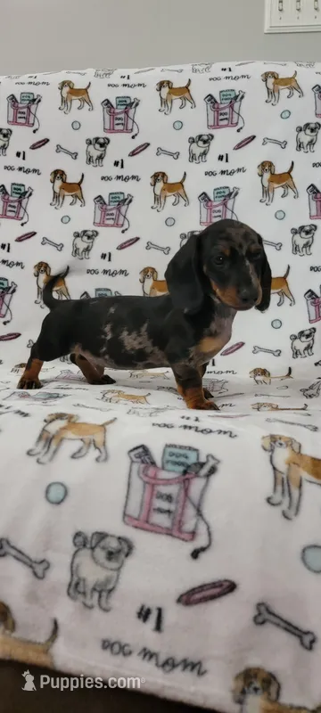 Dapple puppy  – Miniature Dachshund puppy for sale in Maryville, TN