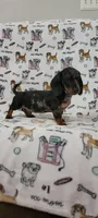 Dapple puppy , a male Miniature Dachshund for sale in Maryville, TN – 1 of 1