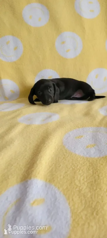 No name – Miniature Dachshund puppy on hold in Maryville, TN