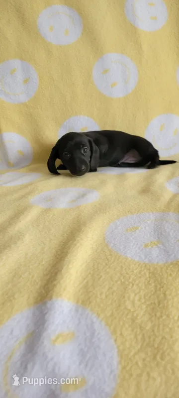 No name – Miniature Dachshund puppy for sale in Maryville, TN