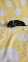 No name, a female Miniature Dachshund for sale in Maryville, TN – 1 of 1