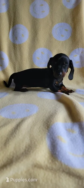 Black & Tan – Miniature Dachshund puppy for sale in Maryville, TN