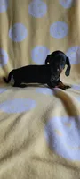 Black & Tan, a female Miniature Dachshund for sale in Maryville, TN – 1 of 2