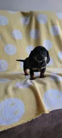 No name, a male Miniature Dachshund for sale in Maryville, TN – 1 of 1