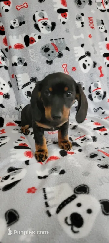 No name – Miniature Dachshund puppy for sale in Maryville, TN