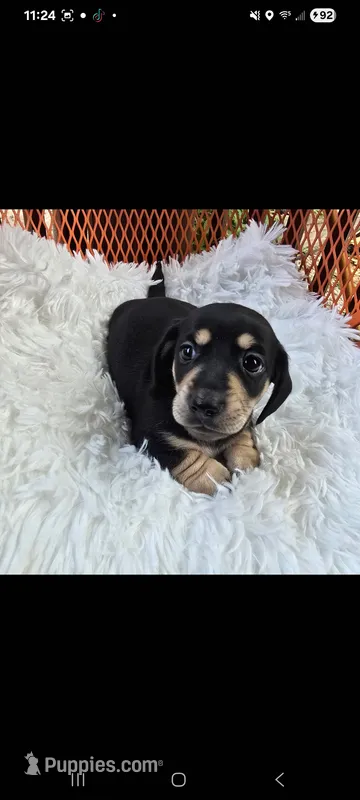 Cream and black puppy – Miniature Dachshund puppy for sale in Maryville, TN