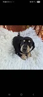 Cream and black puppy, a male Miniature Dachshund for sale in Maryville, TN – 1 of 1