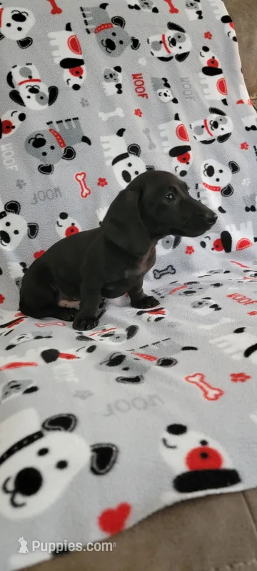 No name – Miniature Dachshund puppy for sale in Maryville, TN