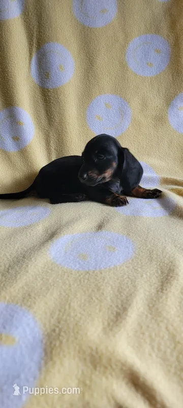 Black & Tan – Miniature Dachshund puppy for sale in Maryville, TN