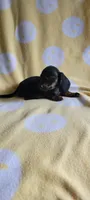 Black & Tan, a female Miniature Dachshund for sale in Maryville, TN – 1 of 1