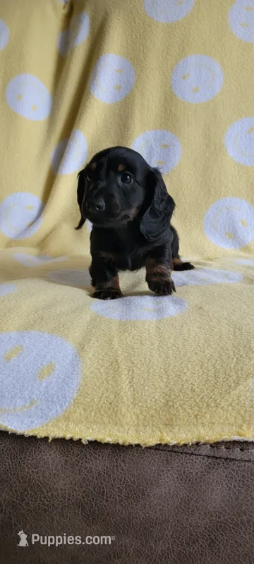 Long hair – Miniature Dachshund puppy for sale in Maryville, TN
